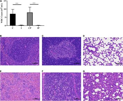 The Effects of Immunosuppression on the Lung Microbiome and Metabolites in Rats